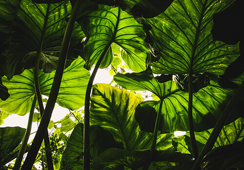 House plants