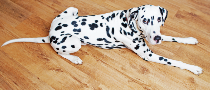 Dalmatian on laminate flooring