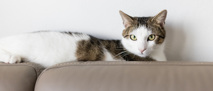 cat lounging on pet friendly leather couch