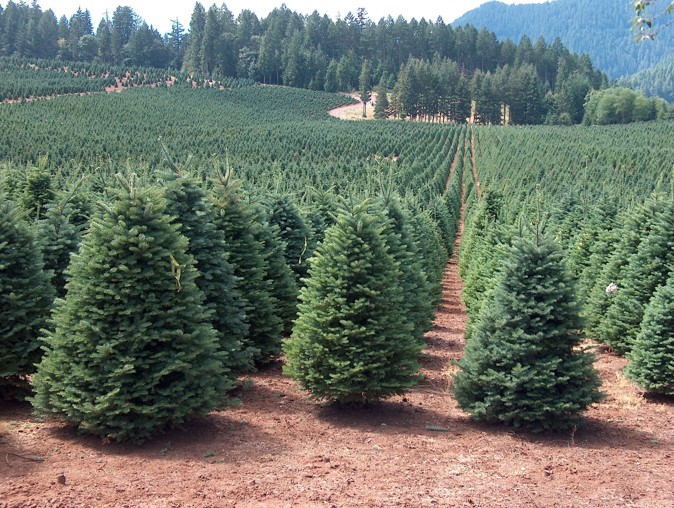christmas tree farm