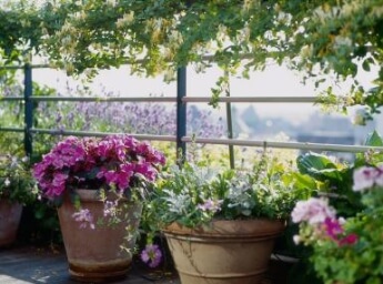 Potted plants can bring color to your deck