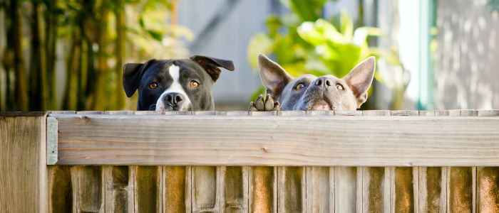 two dogs looking over a wood fence