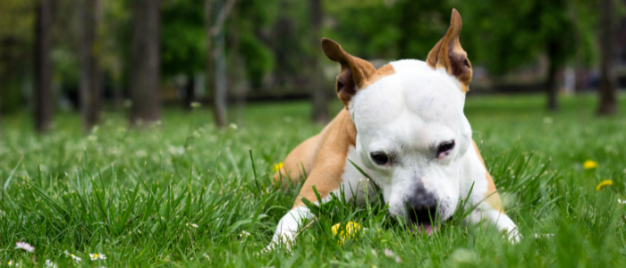 dog playing in the grass