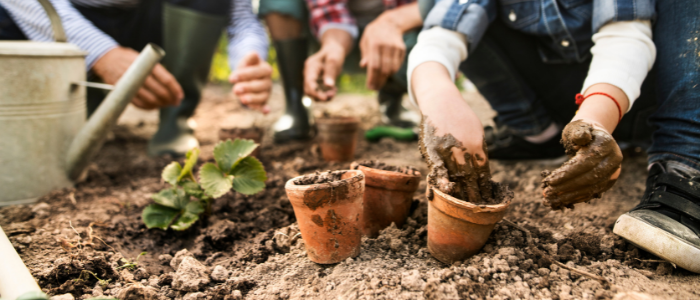 garden growing