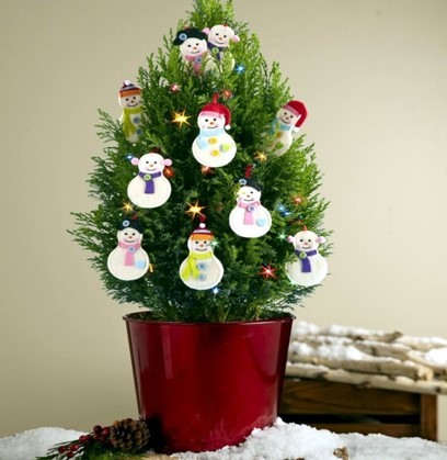 indoor potted christmas plant