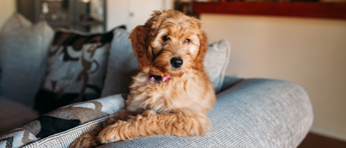 dog on microfiber couch