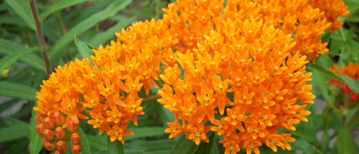 milkweed plant