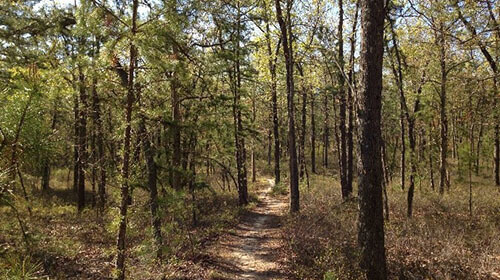 A hiking trail in New Jersey