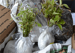Properly packing plants