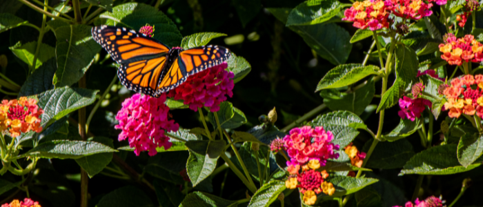 pink flowers and butterflies