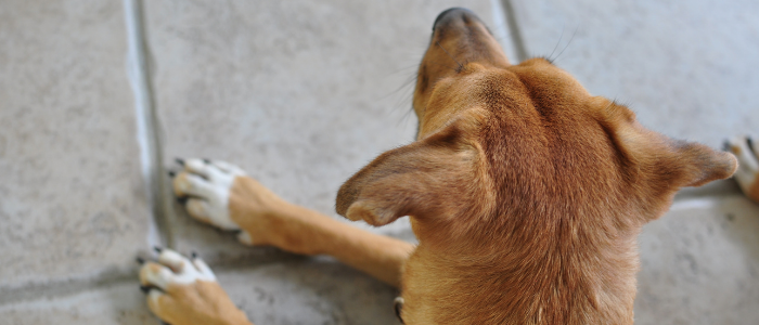 dog on tile flooring
