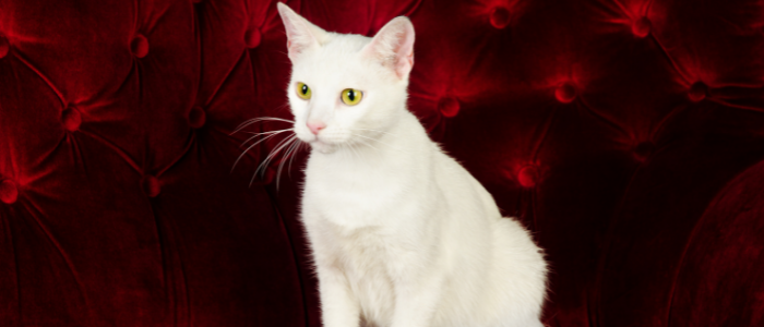 velvet pet friendly couch